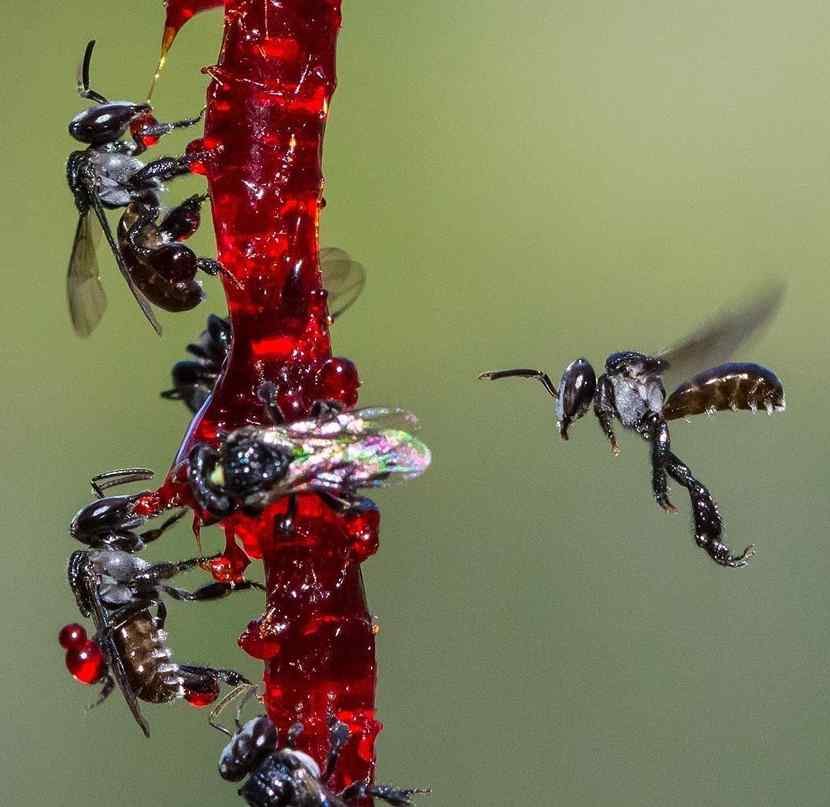 bees-having-dinner-time