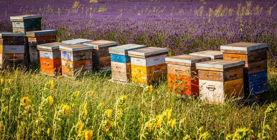 meadow-with-bee-hives